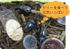 カブトムシフェア