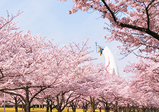 万博纪念公园樱花节