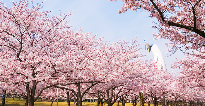 万博纪念公园樱花节