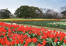 Tulip Festival