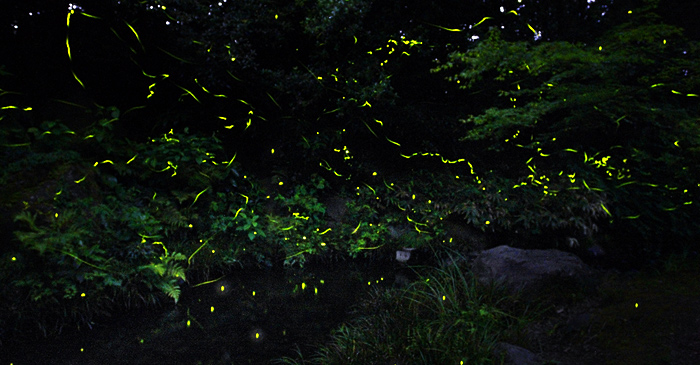 Evening Fireflies