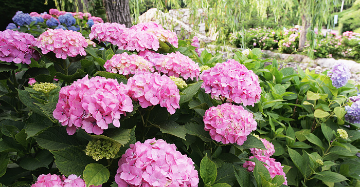 Hydrangea Festival