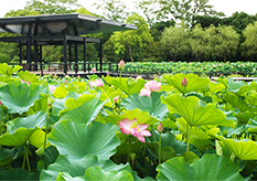 Early Morning Lotus Viewing and Zobihai (drinking sake through a lotus stem)