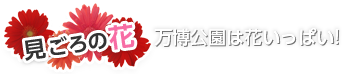 見ごろの花 万博公園には花いっぱい!