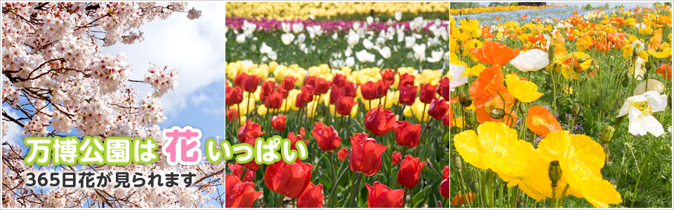 万博公園は花いっぱい 365日花が見られます