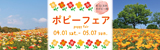 約32万本のポピー畑　ポピーフェア | 2023年4月1日（土曜日）〜5月7日（日曜日）