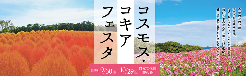 コスモス・コキアフェスタ|日時：9月30日（土曜日）から10月29日（日曜日）|場所：自然文化園 花の丘