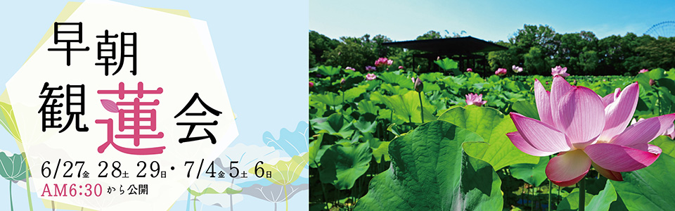 万博記念公園 早朝観蓮会