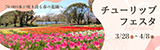 チューリップフェスタ