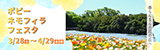 ポピー・ネモフィラフェスタ
