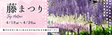 藤まつり