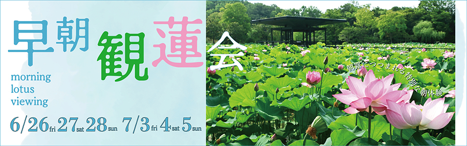 早朝観蓮会