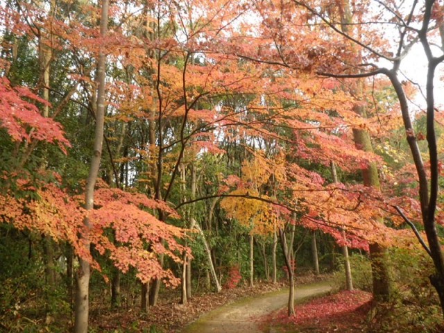 万博記念公園紅葉スポット