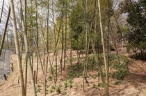日本庭園改修工事3