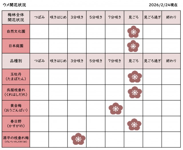 開花情報0224更新