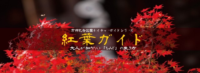 紅葉ガイド写真