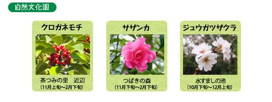 万博記念公園　日本庭園　12月の見ごろの花