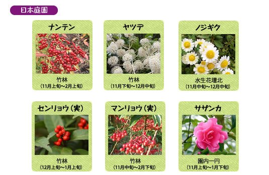 万博記念公園　自然文化園　12月の見ごろの花