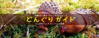 どんぐりガイド写真