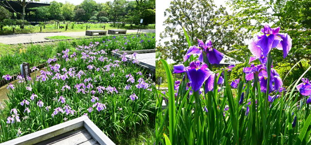 花菖蒲展示会