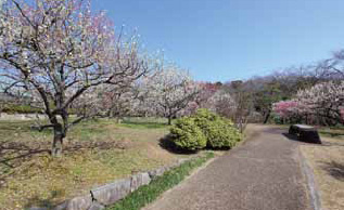 茶花・梅林の小路