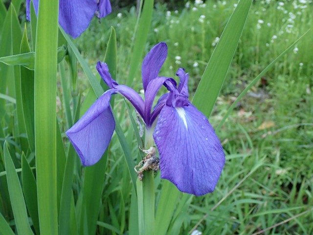初夏の植物観察会