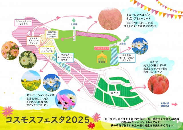 コスモス・コキア植栽図2025