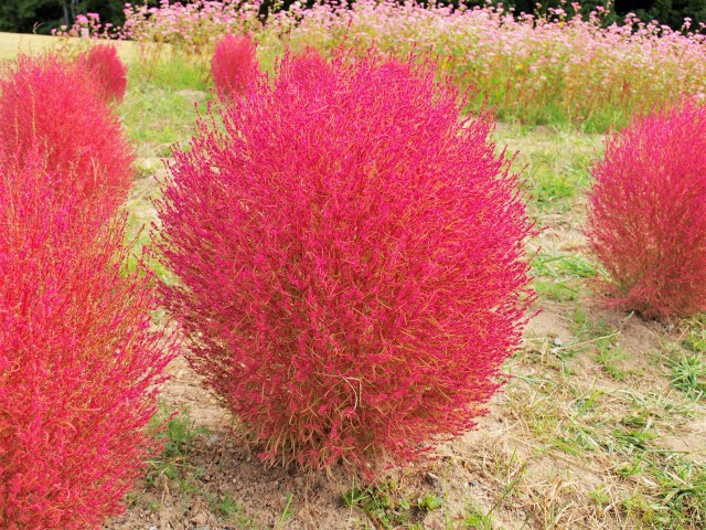 コキア 万博記念公園