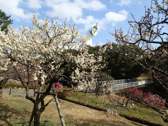 梅の花と太陽の塔