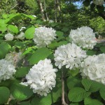 樹の花・野の花観察会