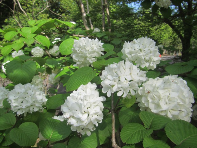 樹の花・野の花観察会