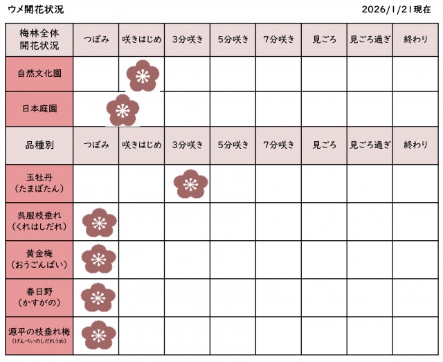 開花情報0121更新