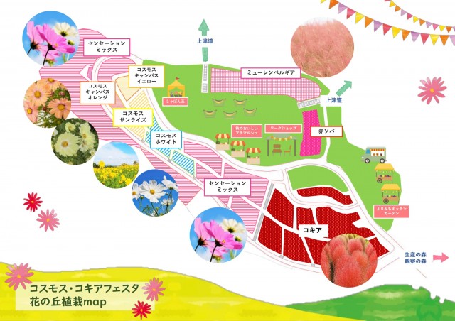 コスモス・コキア植栽図2026
