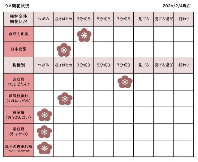 開花情報0204更新