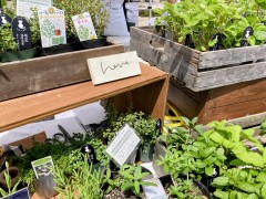 ③ハーブ植え付け_02