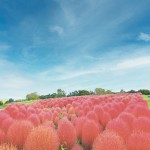 kokia コキア