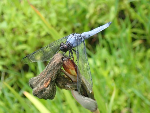 初夏の昆虫観察会