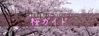 桜ガイド