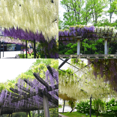 藤クイズラリー