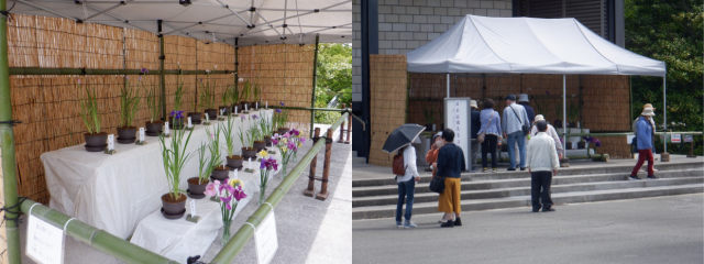 花菖蒲展示会