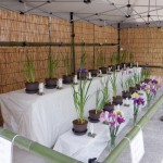 花菖蒲展示会