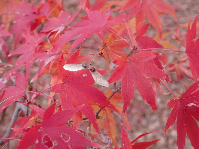 紅葉の観察会