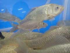 ごはんタイム（餌やり見学）