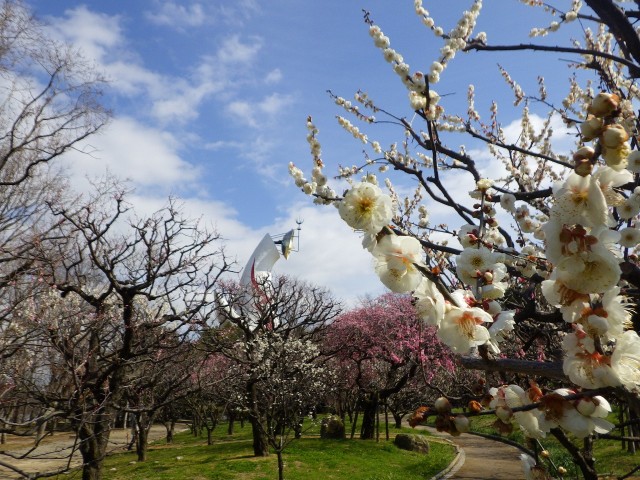 「梅の花」からこんにちは！