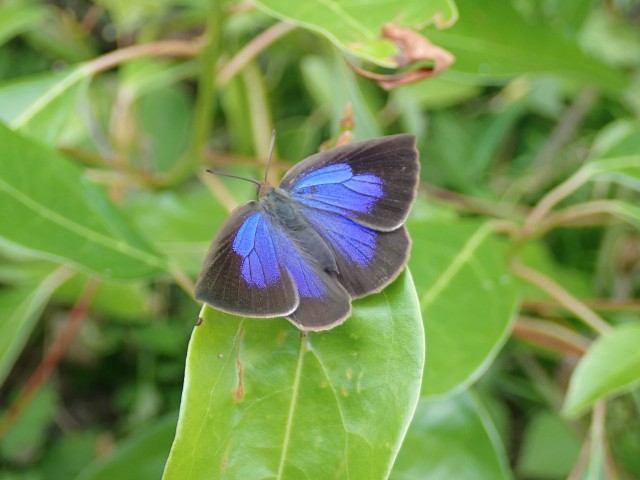 越冬昆虫の観察会