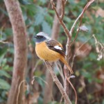 ジョウビタキ♂