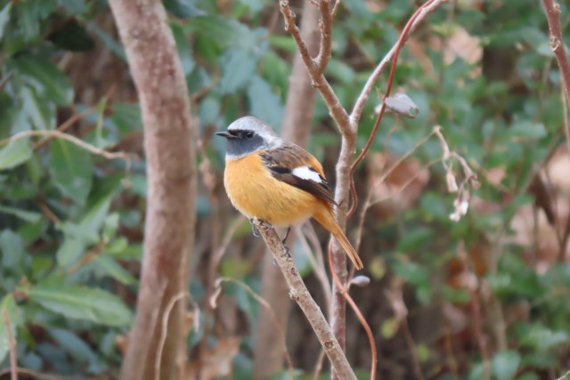 ジョウビタキ♂