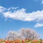 写真コンテスト「花の丘にて」
