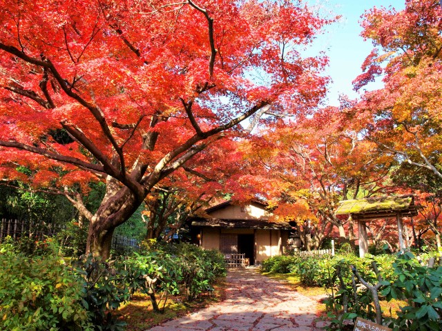 万博記念公園 紅葉まつり 万博記念公園