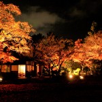 夜間特別公開 日本庭園ライトアップ〜MOMIJI Night Forest〜